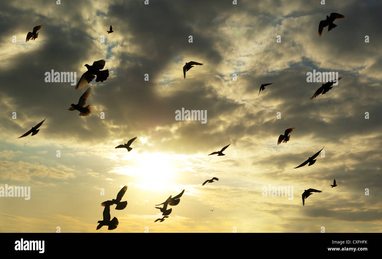 Uccelli in cielo. Elemento di design. Foto Stock