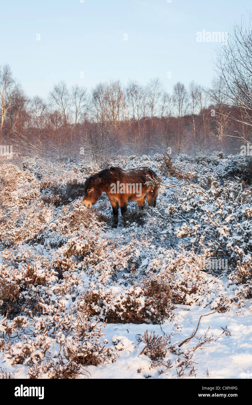 Sutton Coldfield park nella neve Foto Stock