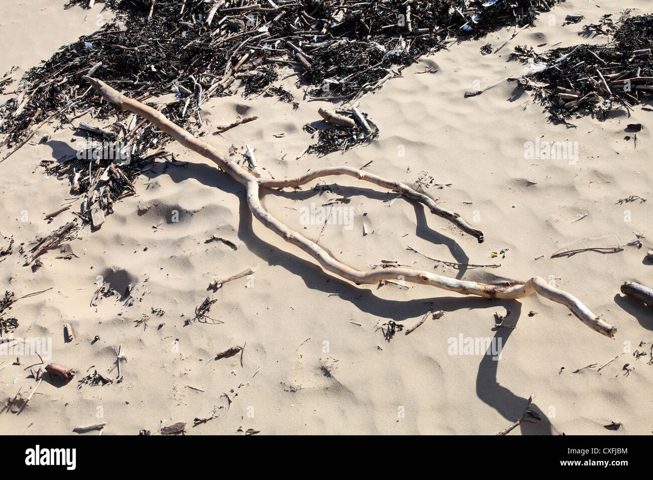 Sbiancato bastone di legno driftwood, Roker, North East England, Regno Unito Foto Stock