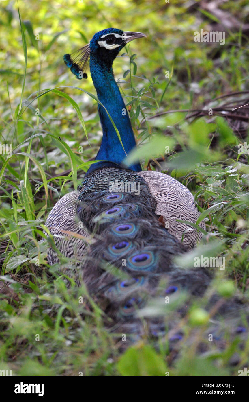 Un pavone nel suo ambiente naturale Foto Stock