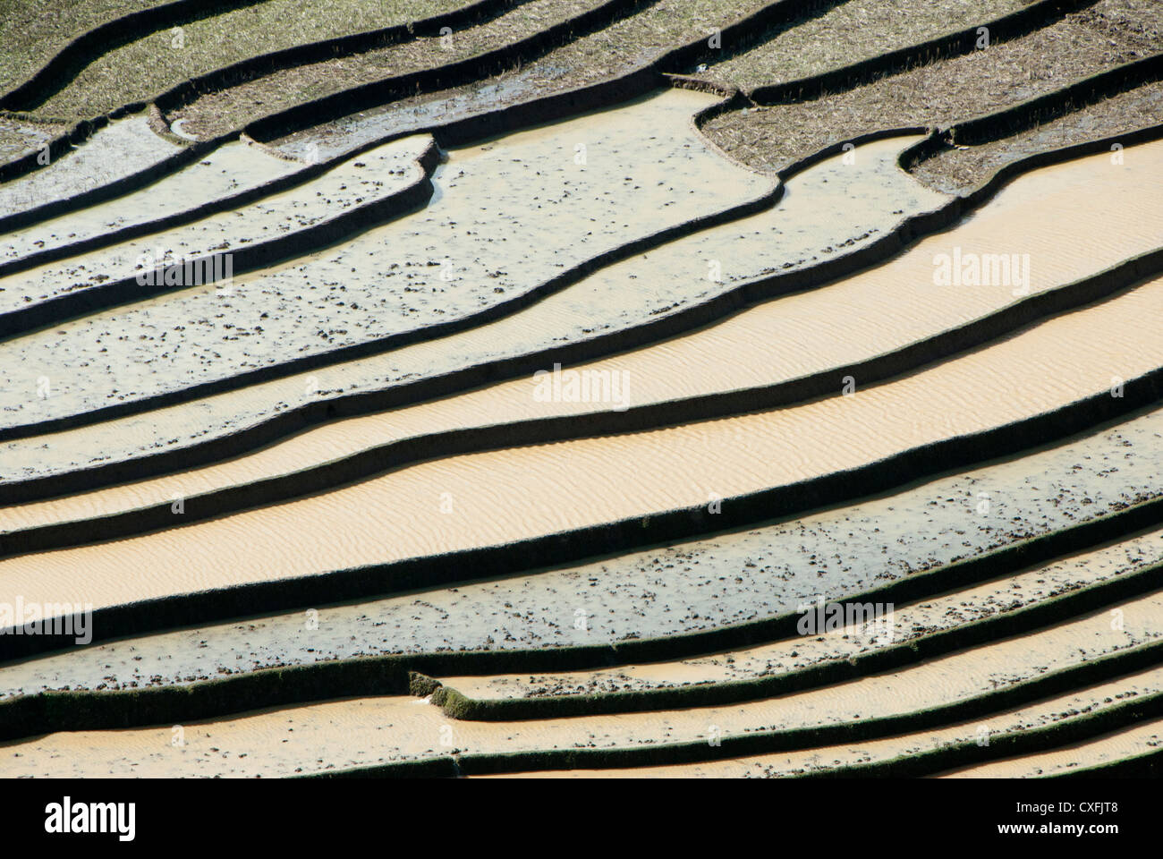 Terrazzati riso risaie, Tu Le, nei pressi di Hanoi, Vietnam Foto Stock