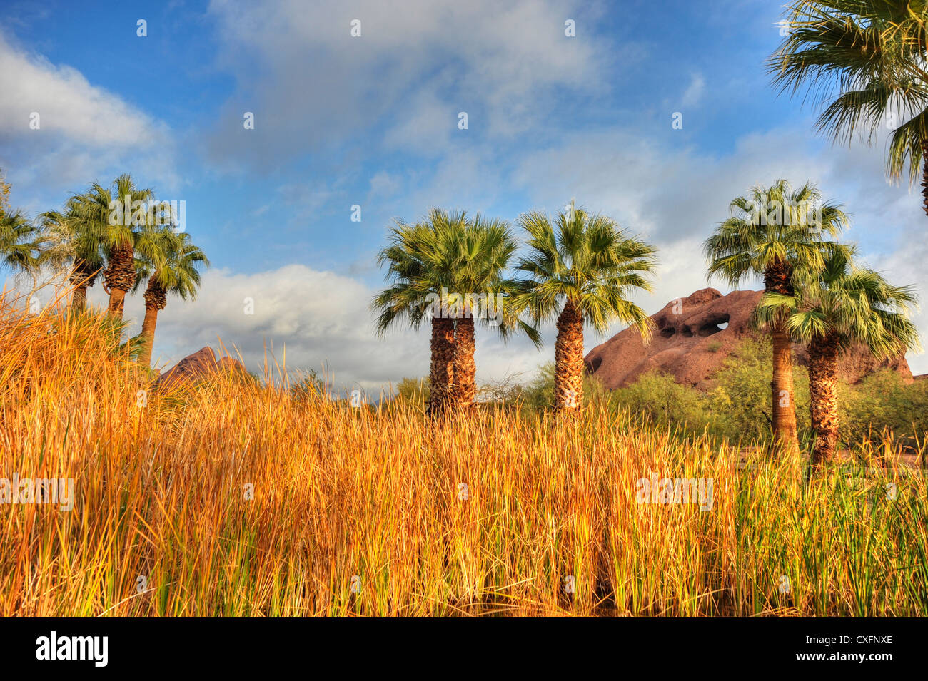 Erba alta e palme con il foro nella roccia Mountain in background Foto Stock