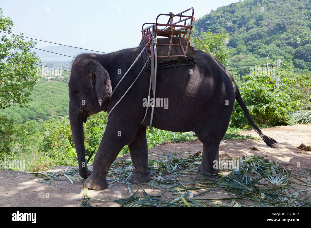 Elephant sull'Isola di Phuket Foto Stock