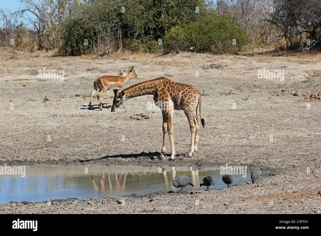La giraffa Botsuana Moremi Foto Stock