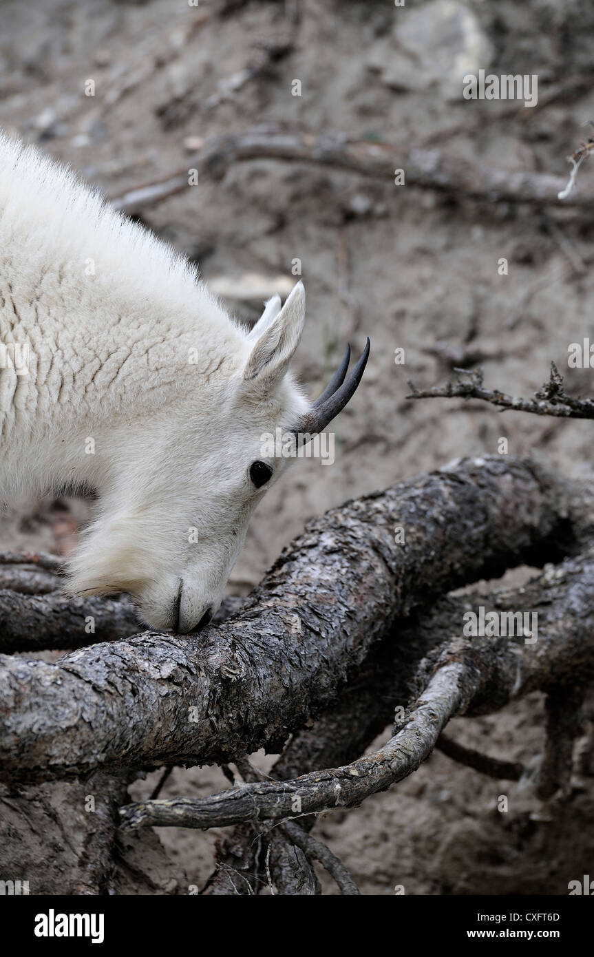Una capra di montagna' Oreamnos americanus' annusare la corteccia di un albero root Foto Stock