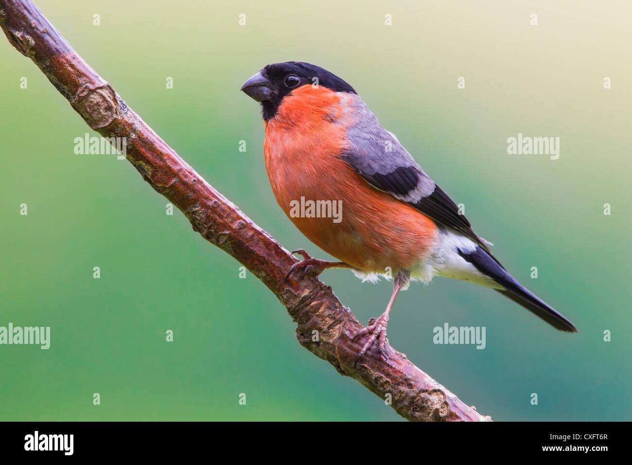BULLFINCH appollaiato su un ramo Foto Stock