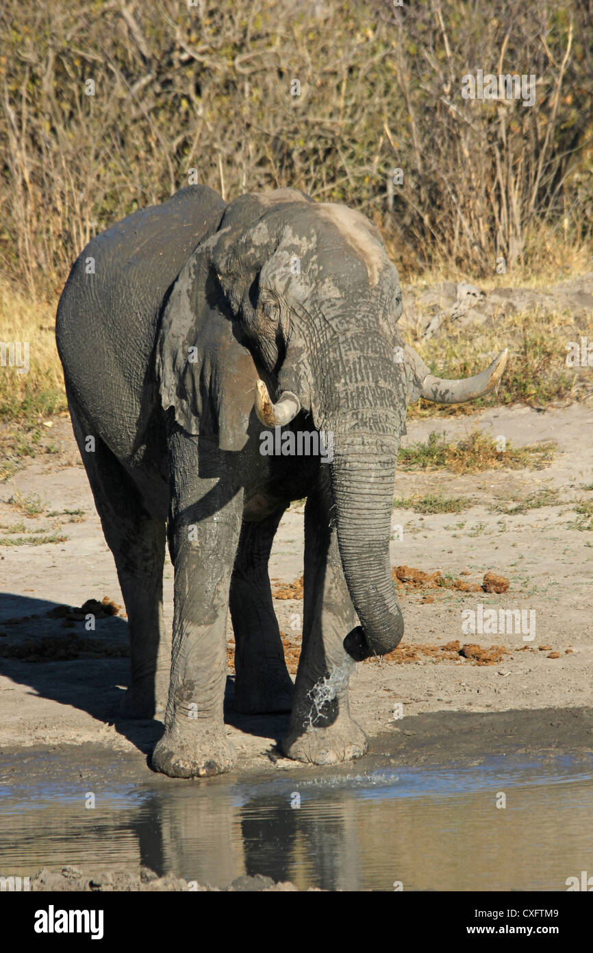 Elephant Botsuana Moremi Foto Stock