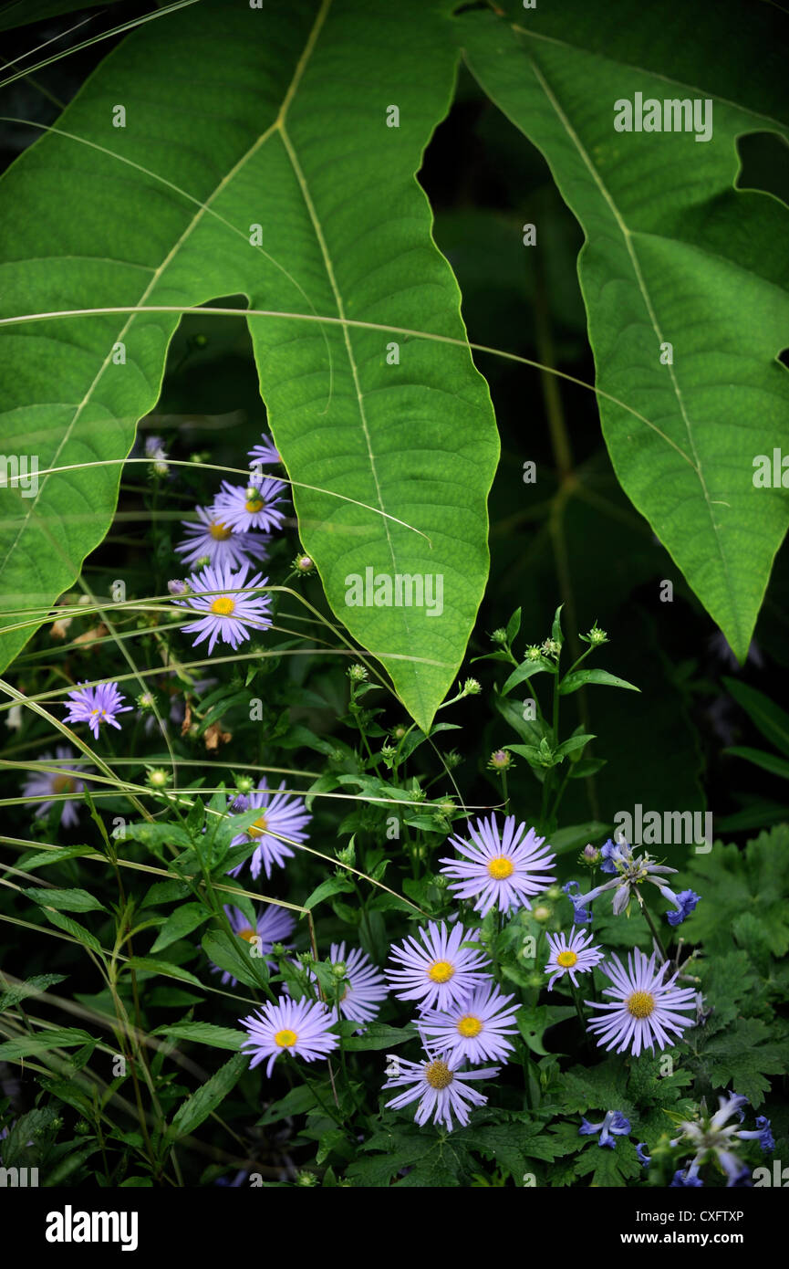 Astri con le foglie di una pianta Tetrapanax in un confine esotico di un giardino inglese Foto Stock