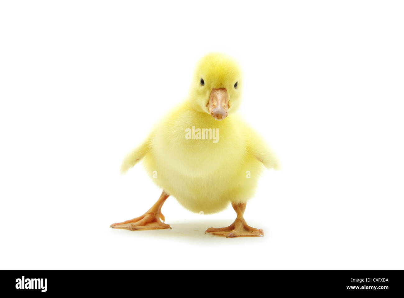 Carino gosling isolato su un bianco Foto Stock