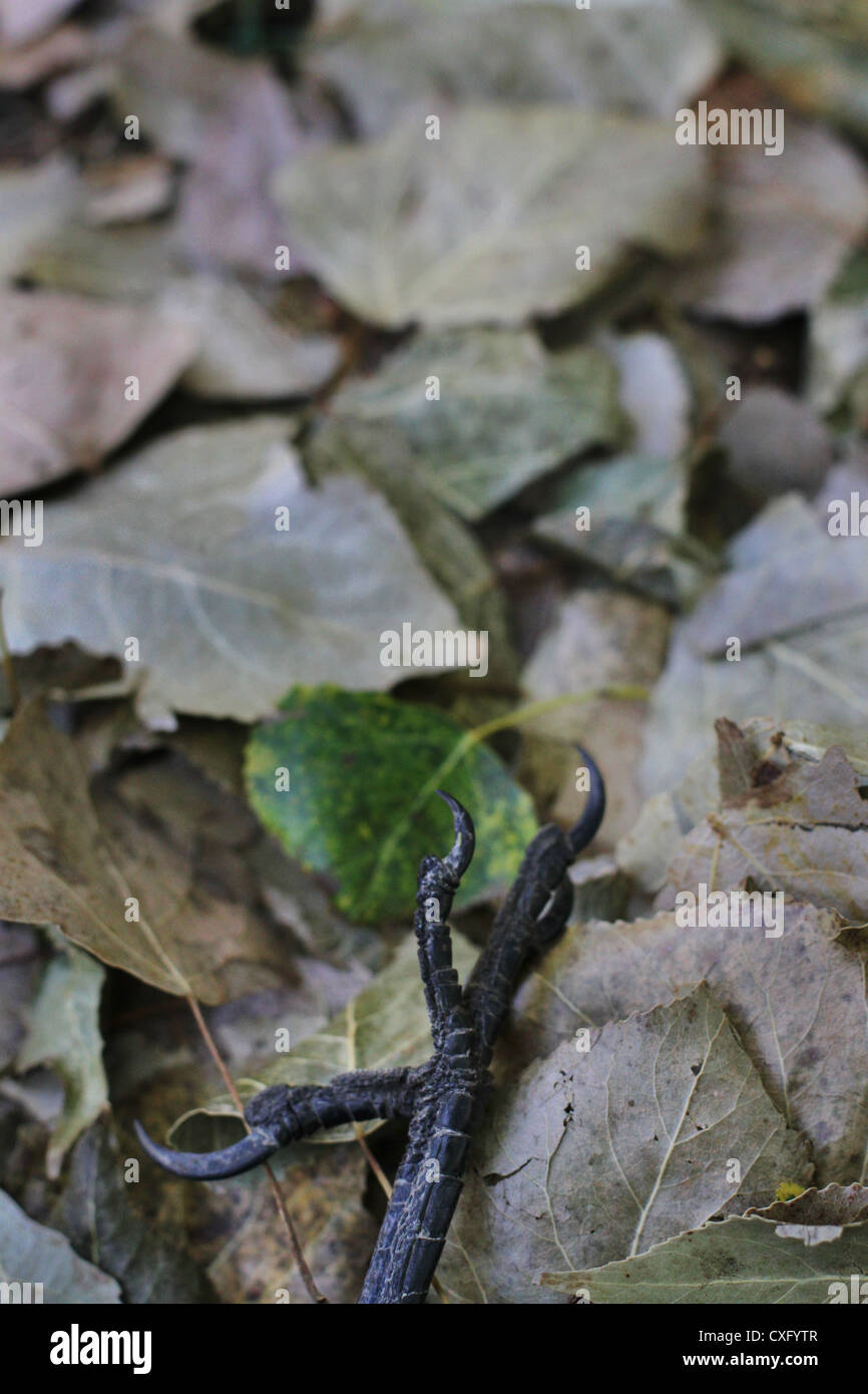 Una chiusura del piede del morto un corvo nelle foglie. Foto Stock