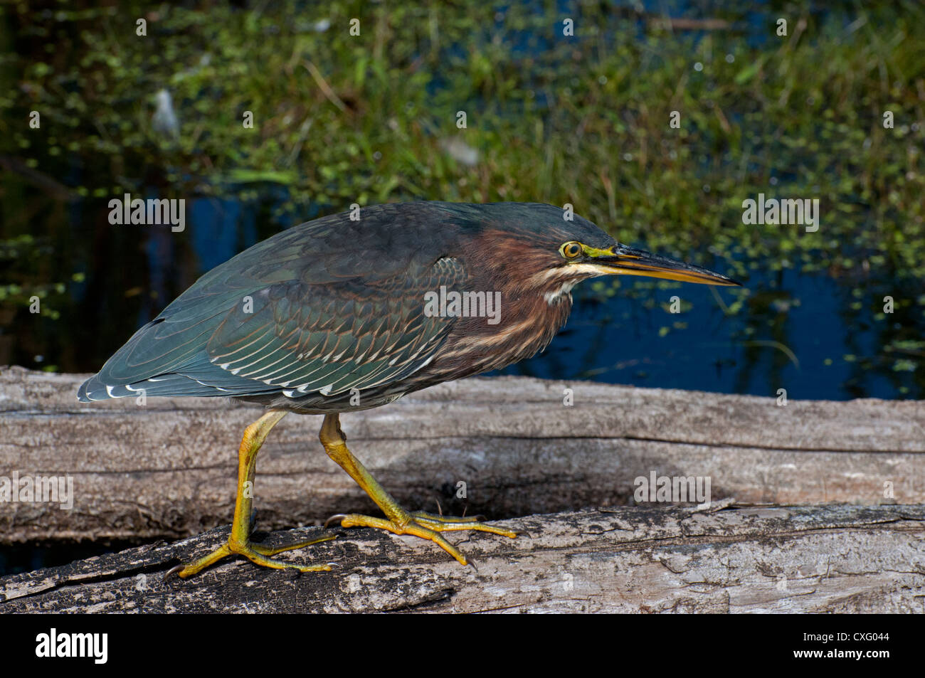 Un verde Heron nell'Ile Bizard marsh. Foto Stock