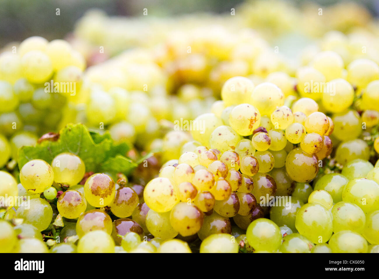 Close-up di uve Chardonnay. Foto Stock