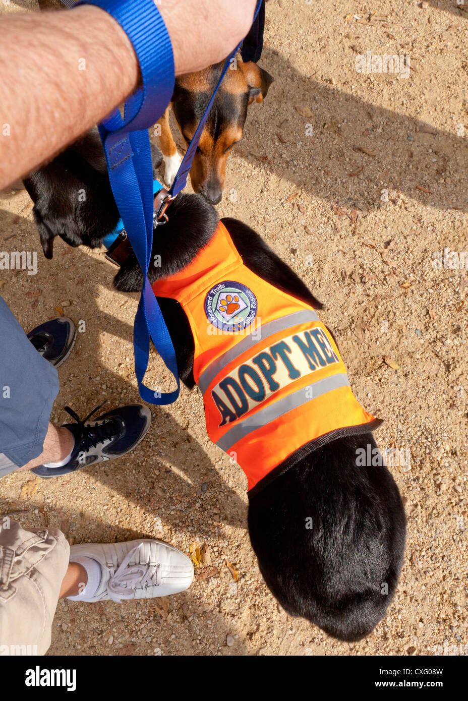 Cani da salvataggio indossando "Adottare Me' canottiere Foto Stock