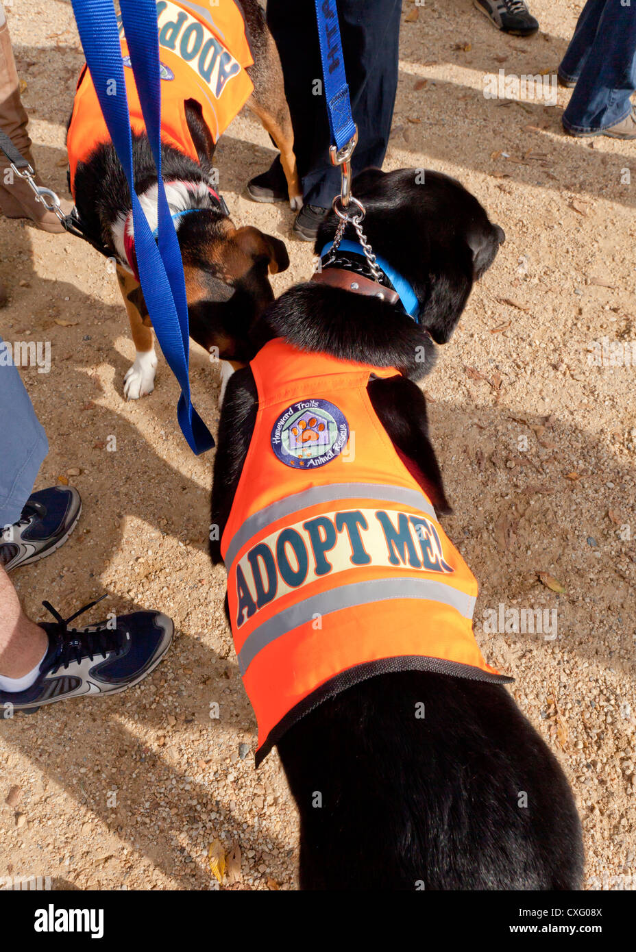 Cani da salvataggio indossando "Adottare Me' canottiere Foto Stock