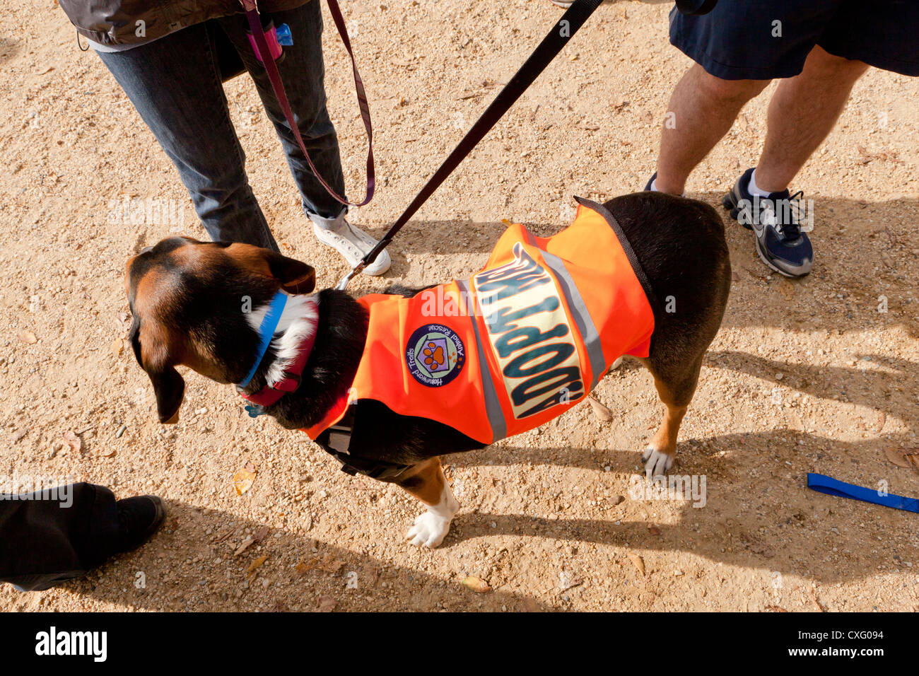 Cane di salvataggio indossando "Adottare Me' vest Foto Stock