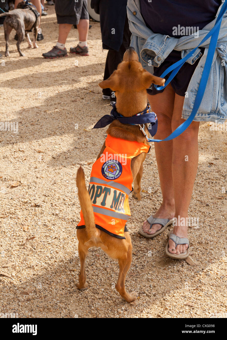 Cane di salvataggio indossando "Adottare Me' vest Foto Stock