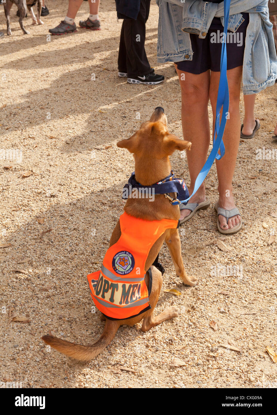 Cane di salvataggio indossando "Adottare Me' vest Foto Stock