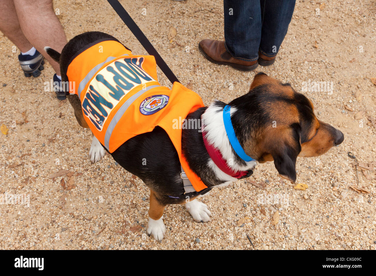 Cane di salvataggio indossando "Adottare Me' vest Foto Stock