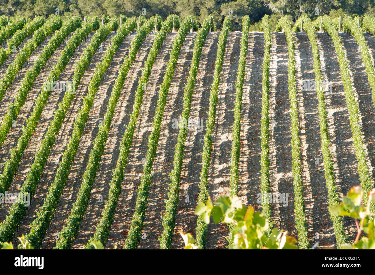 Molti filari di viti sul pendio di una collina, Foto Stock