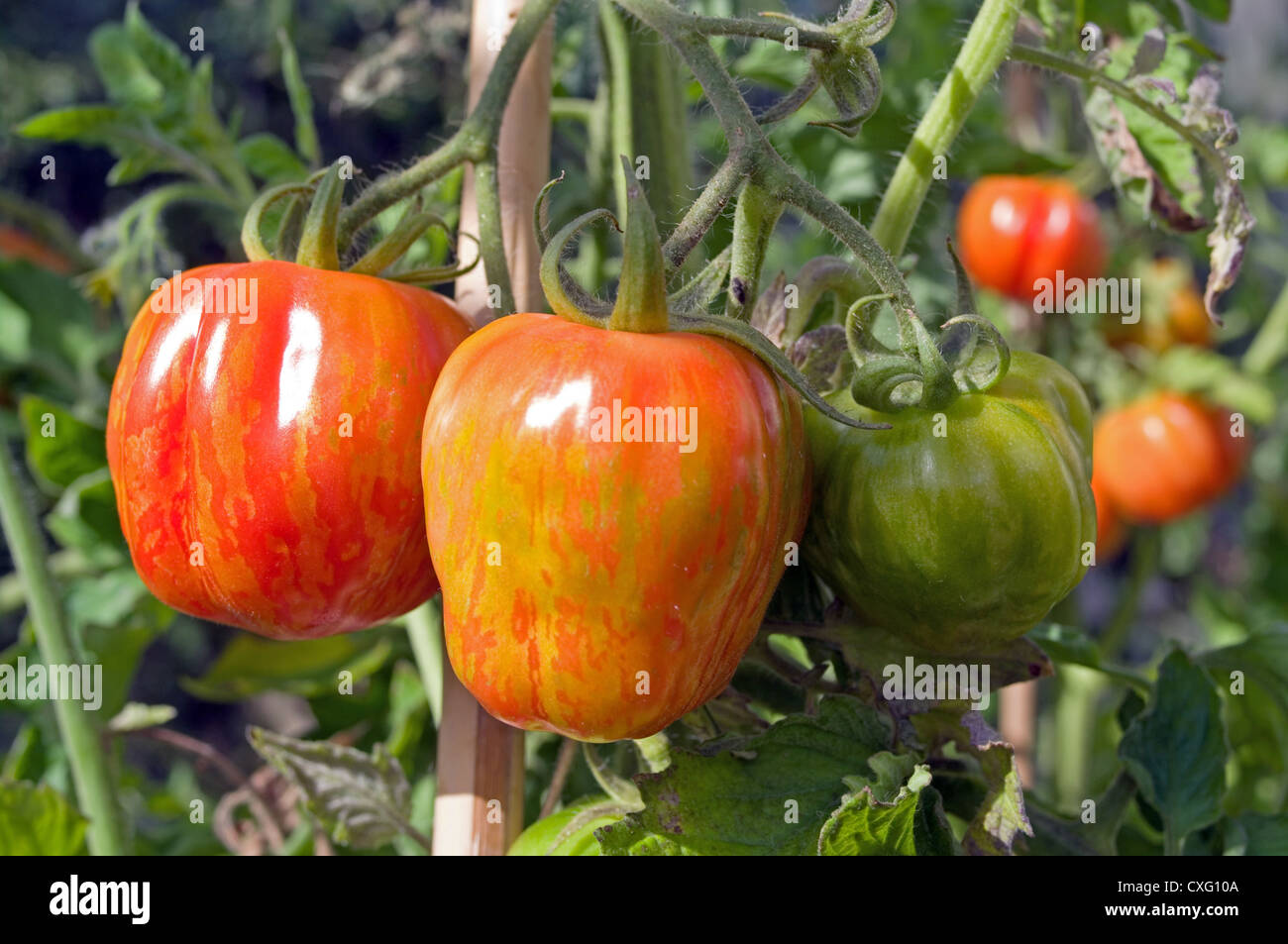 Convogliatore a strisce i pomodori la maturazione sulla pianta in giardino serra, Cumbria, England Regno Unito Foto Stock