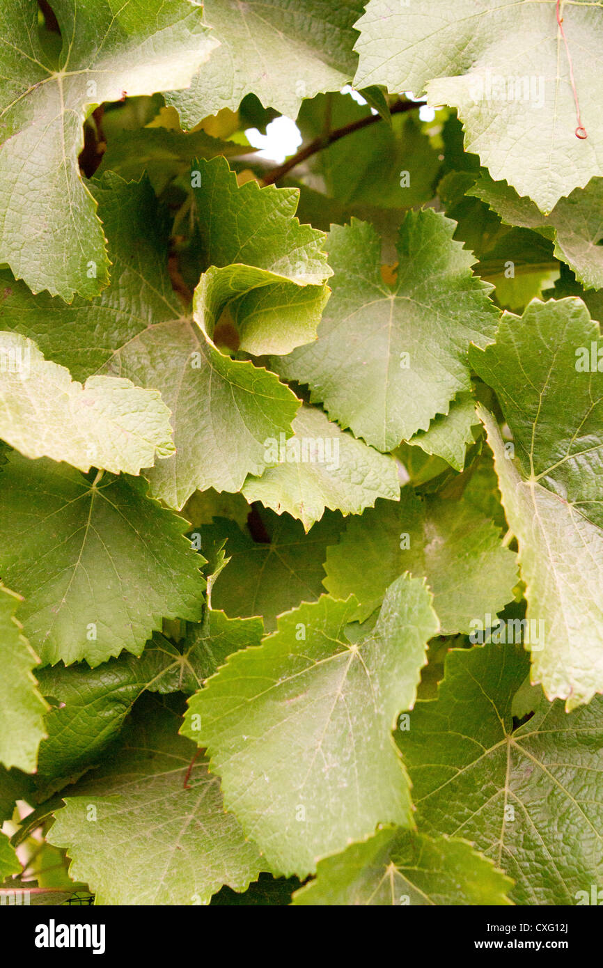 Close-up di foglie di uva. Foto Stock