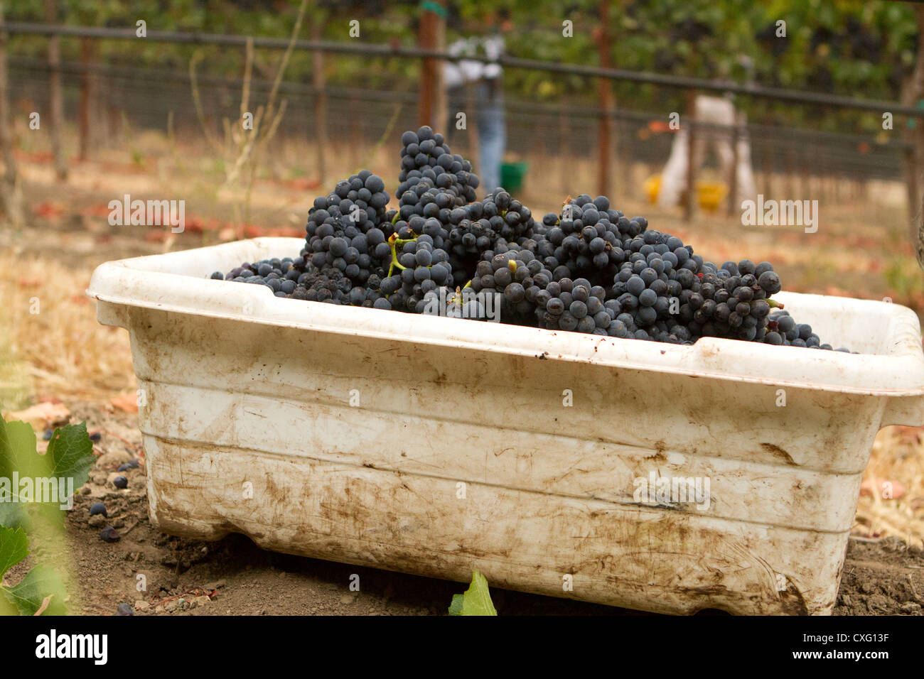Un cestino pieno di raccolte di recente Pinot Nero. Foto Stock