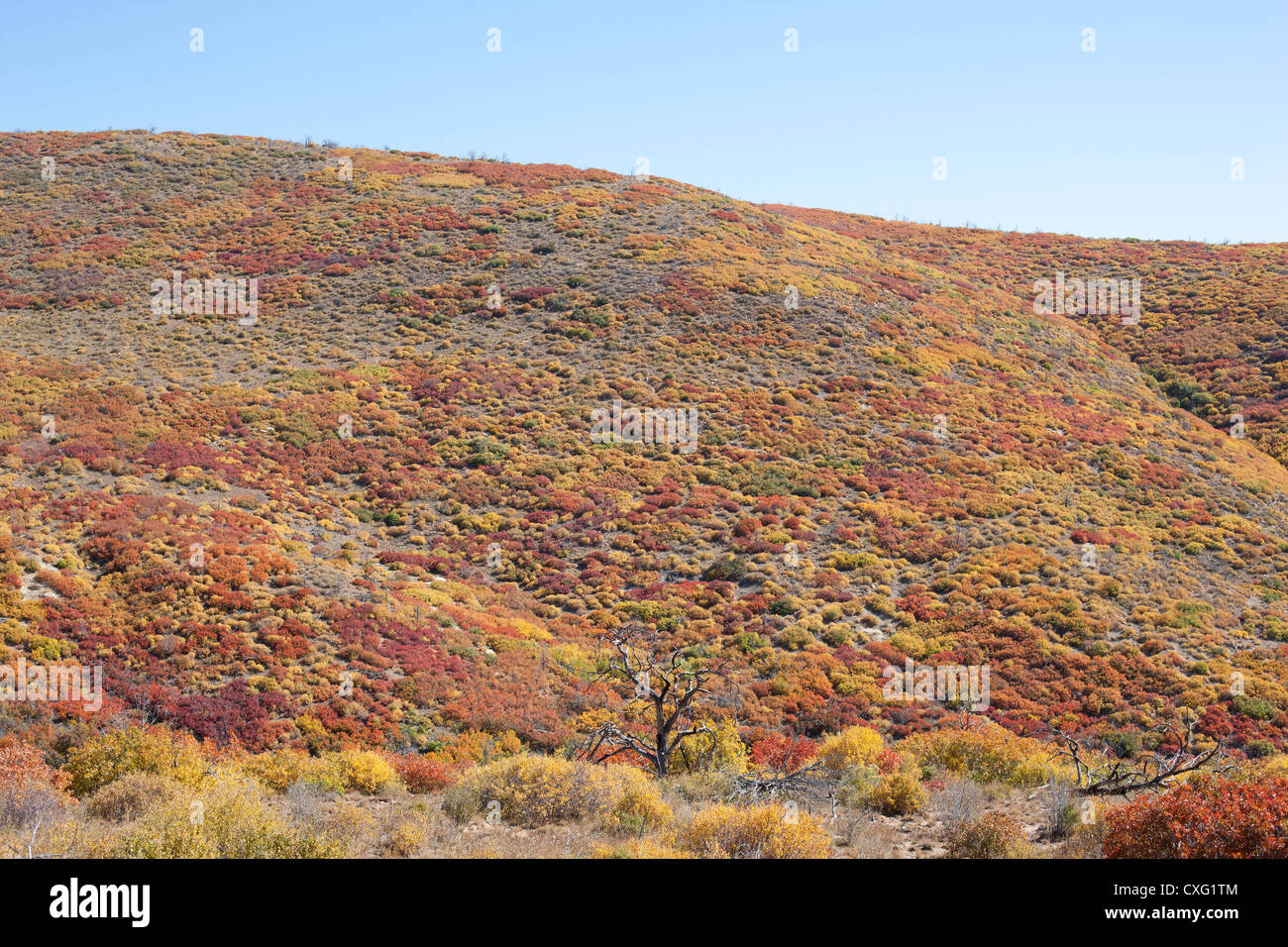 Albero morto solitario circondato da arbusti in vividi colori autunnali. Mesa Verde National Park, Montezuma County, Colorado, USA. Foto Stock
