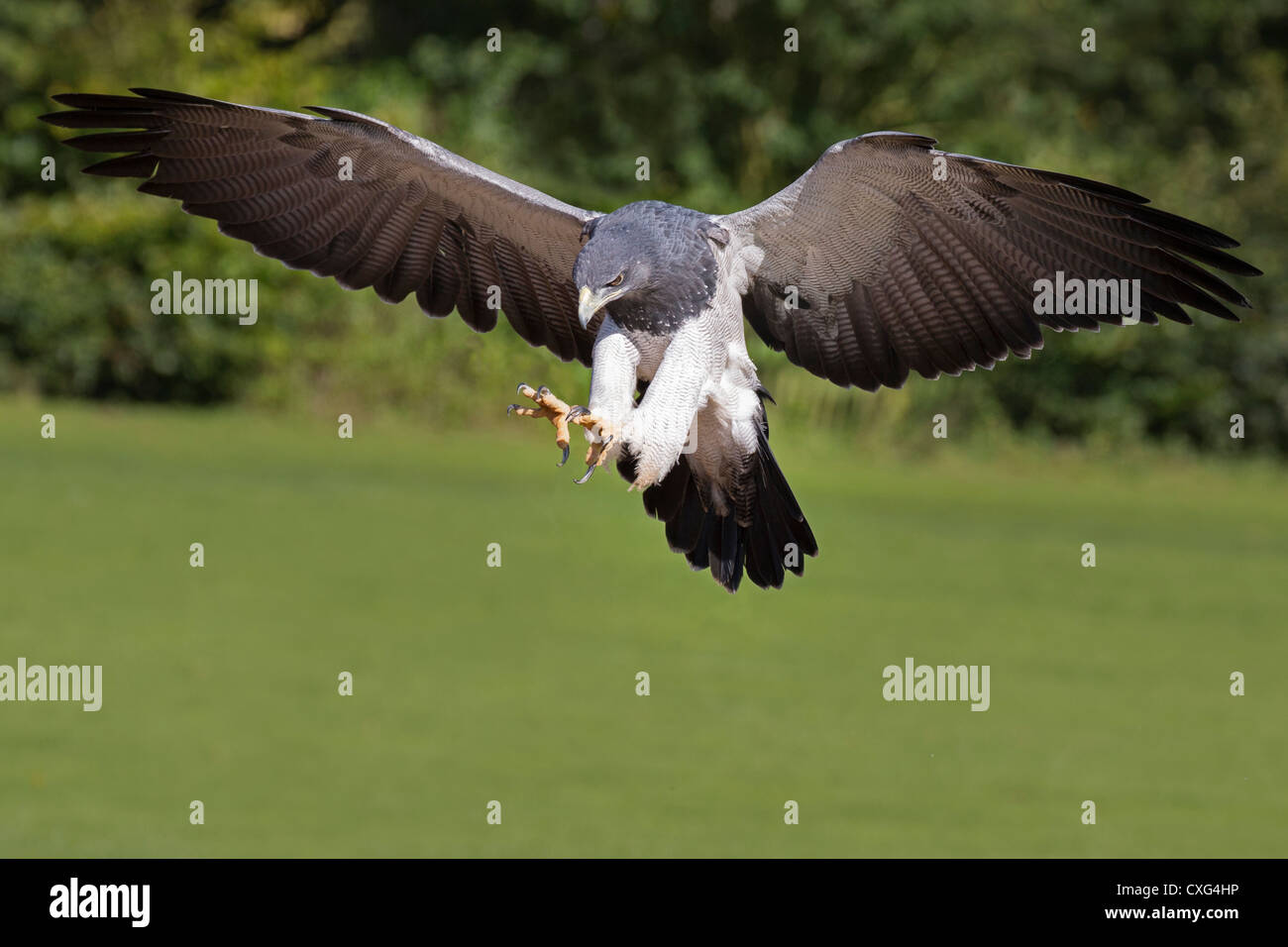 Grigio Buzzard Eagle (Cileno Eagle blu, nero-chested Buzzard Eagle) in volo Foto Stock