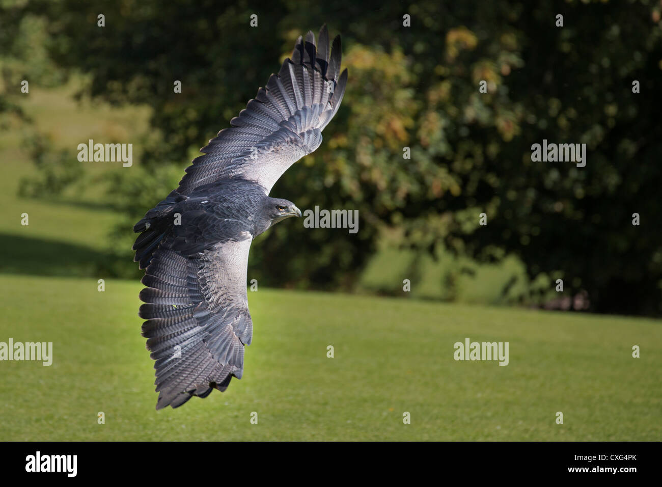 Grigio Buzzard Eagle (Cileno Eagle blu, nero-chested Buzzard Eagle) Foto Stock