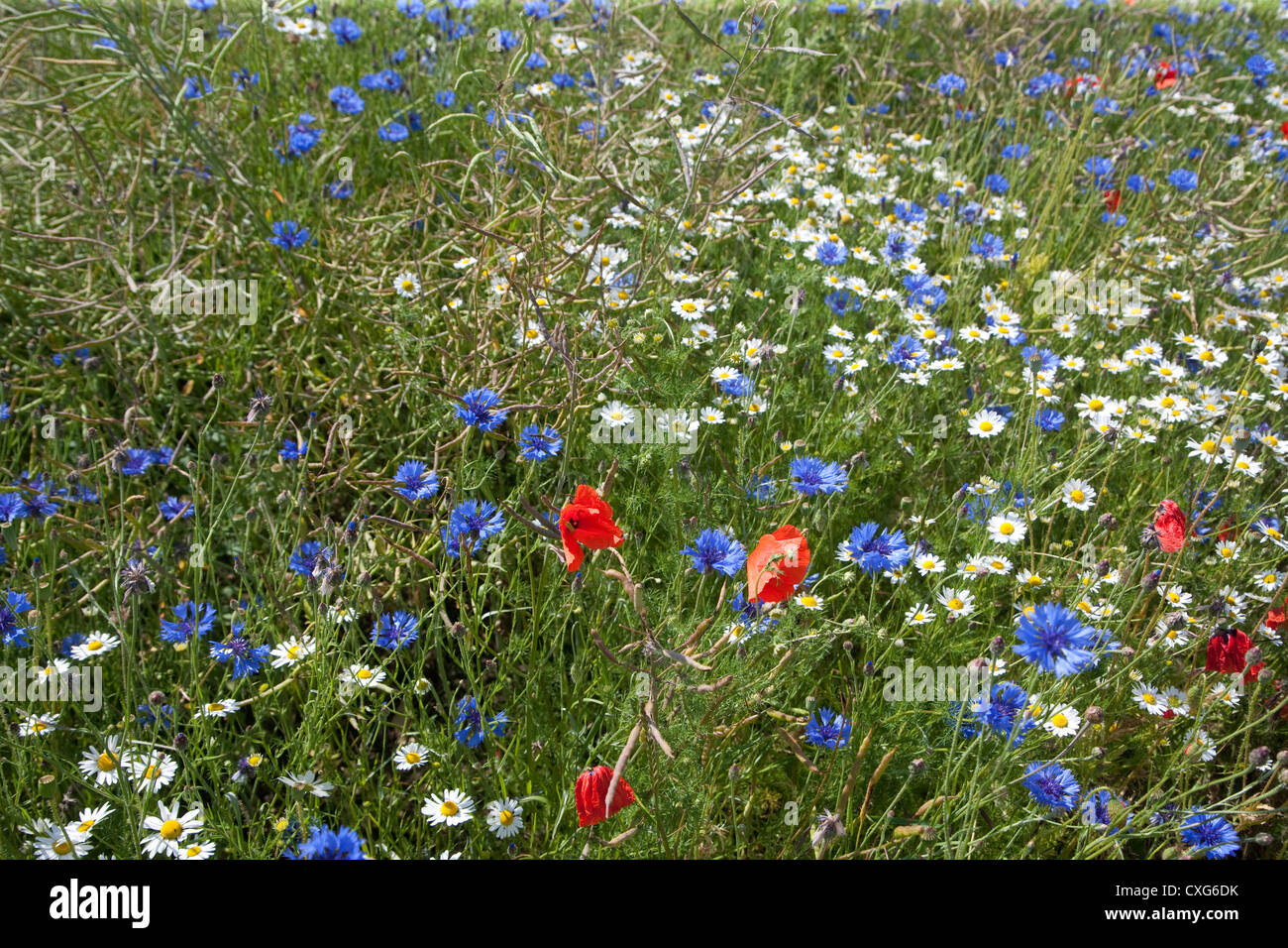 Fiori estivi, feldberger seenlandschaft, Mecklenburgische Seenplatte district, mecklenburg-vorpommern, Germania Foto Stock