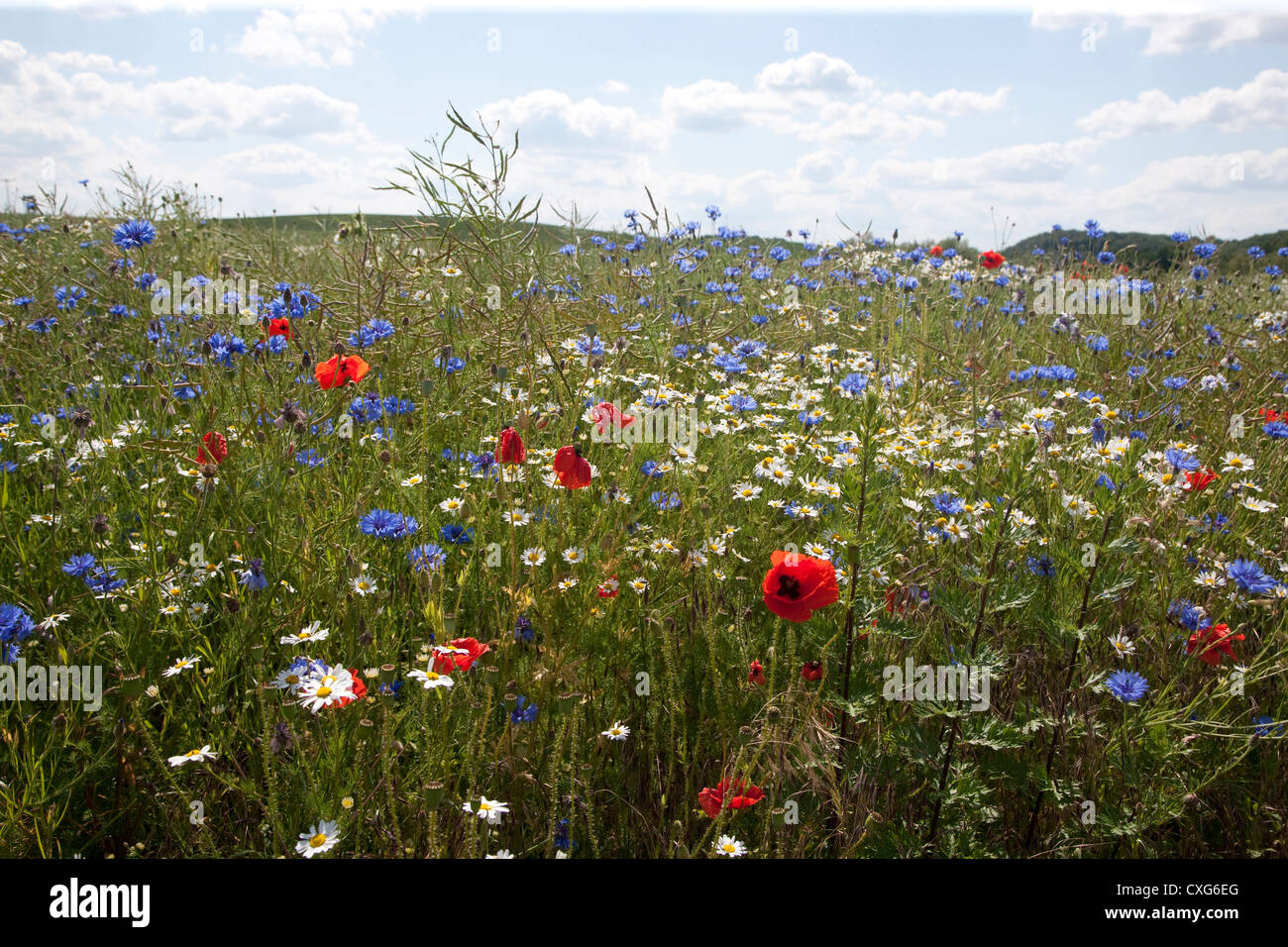 Fiori estivi, feldberger seenlandschaft, Mecklenburgische Seenplatte district, mecklenburg-vorpommern, Germania Foto Stock