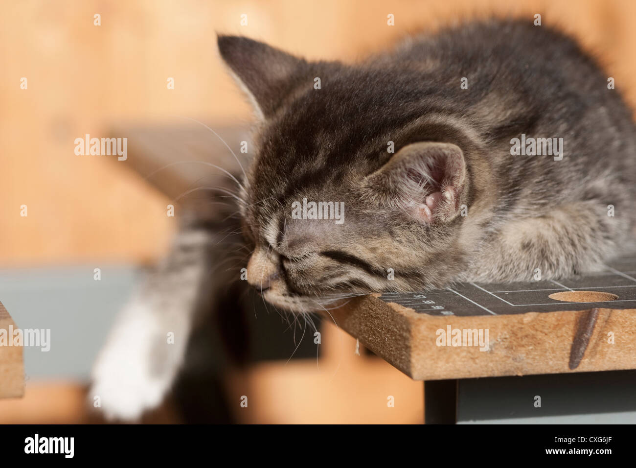 Il gatto domestico, Felis silvestris catus Foto Stock