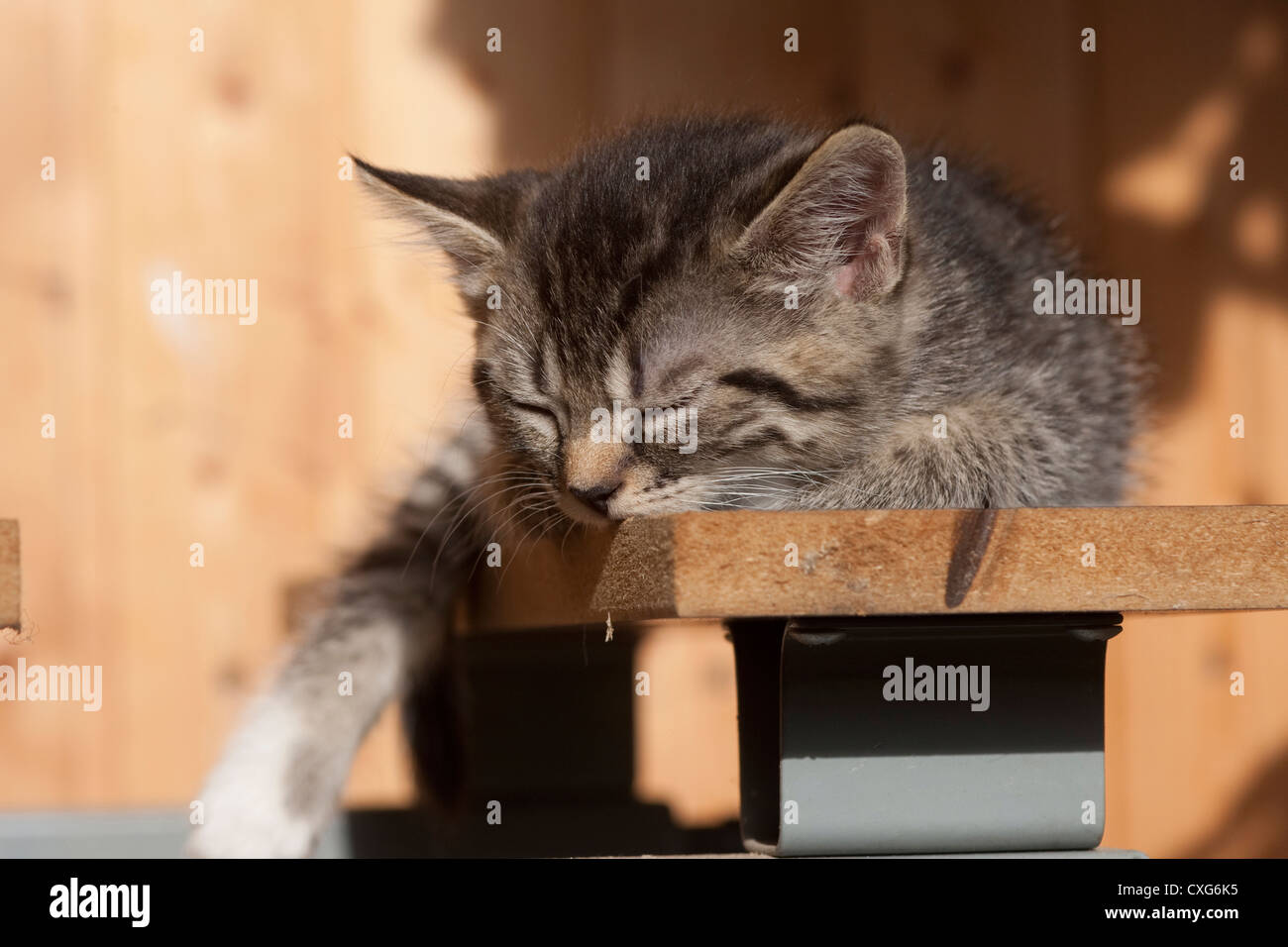 Il gatto domestico, Felis silvestris catus Foto Stock