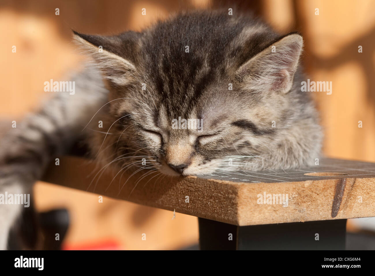 Il gatto domestico, Felis silvestris catus Foto Stock