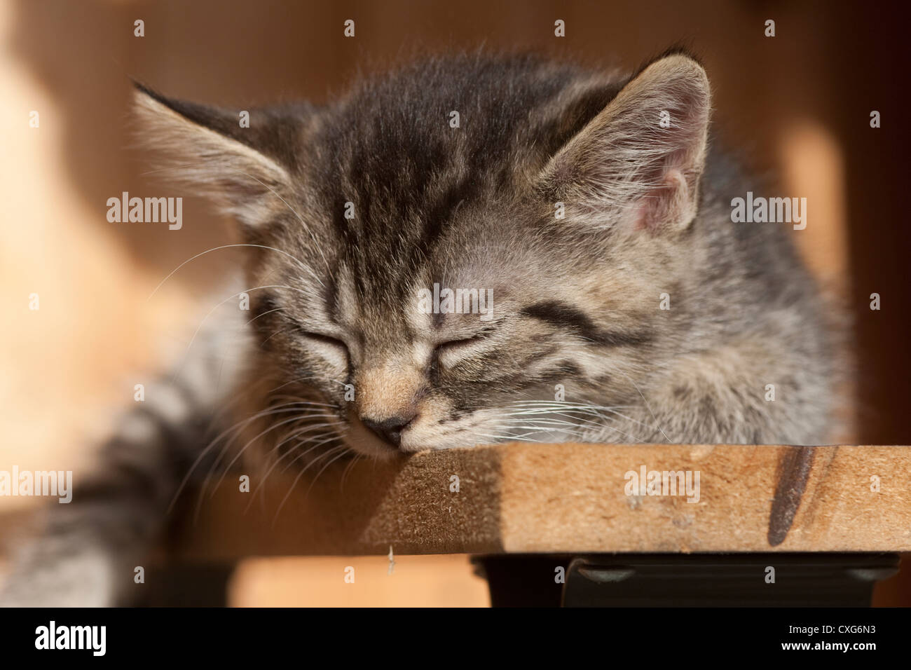 Il gatto domestico, Felis silvestris catus Foto Stock