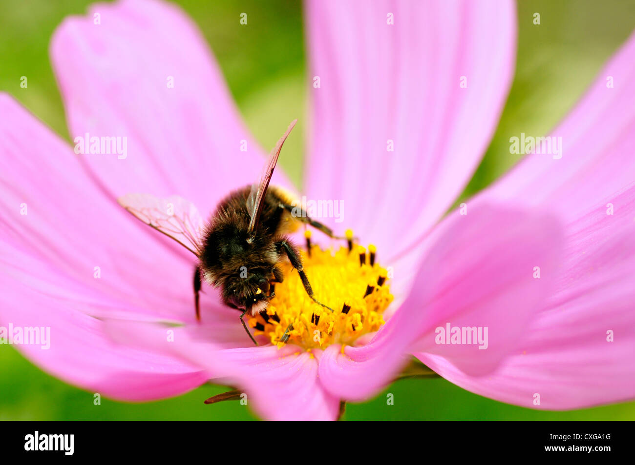 Macro di miele delle api (Apis) alimentazione sul cosmo rosa fiore Foto Stock