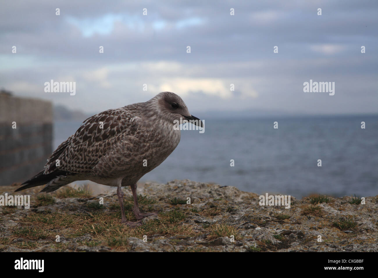 Baby seagull sulla parete a Lyme Regis Harbour, Dorset Foto Stock