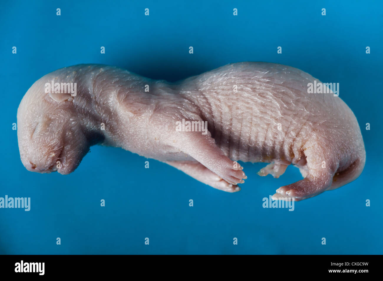 embrione di visone Foto Stock