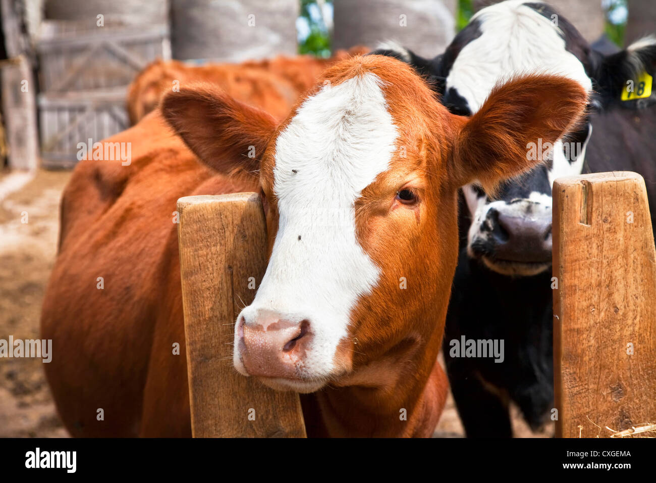 Croce allevati vitelli da macello in una fattoria paddock. Foto Stock