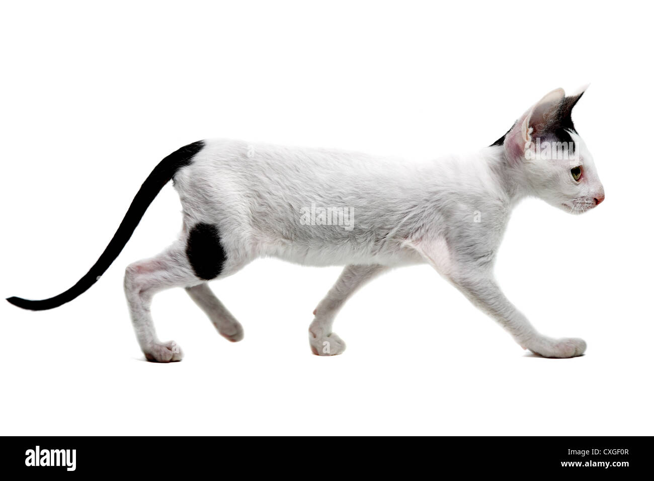 Cornish Rex Foto Stock