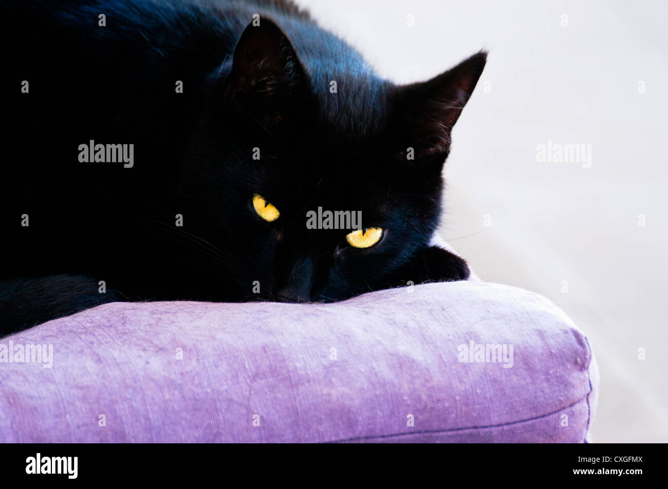 Gatto nero cuscino viola gli occhi gialli Foto Stock