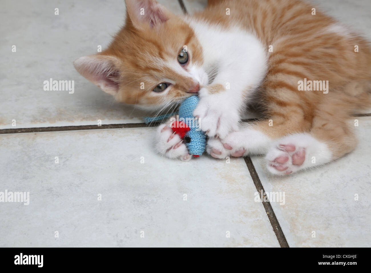 Lo zenzero e il cucciolo bianco a giocare con un giocattolo Mouse Foto Stock