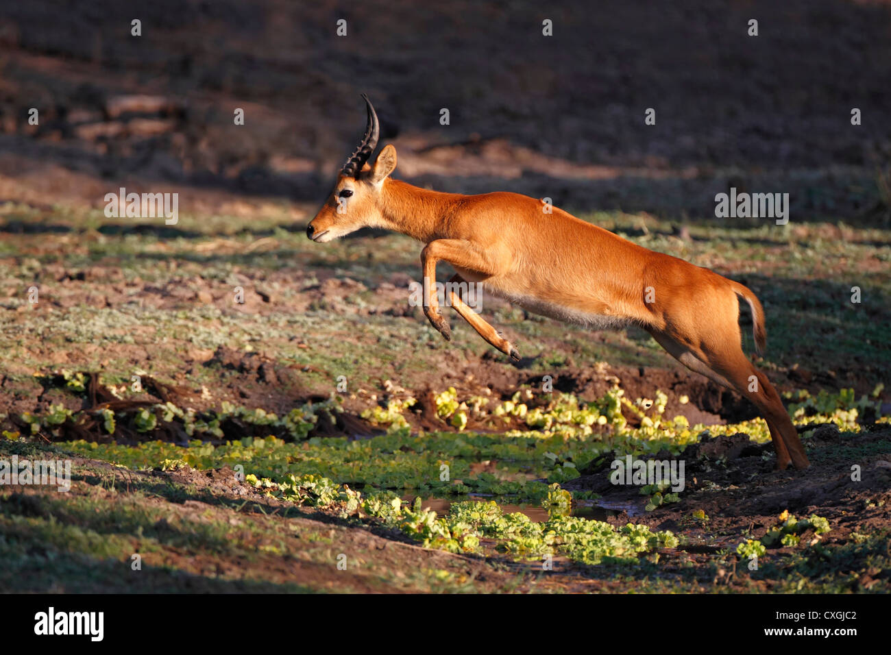 Maschio di antilope Puku jumping. South Luangwa National Park, Zambia Zambia, settore Nsefu Foto Stock