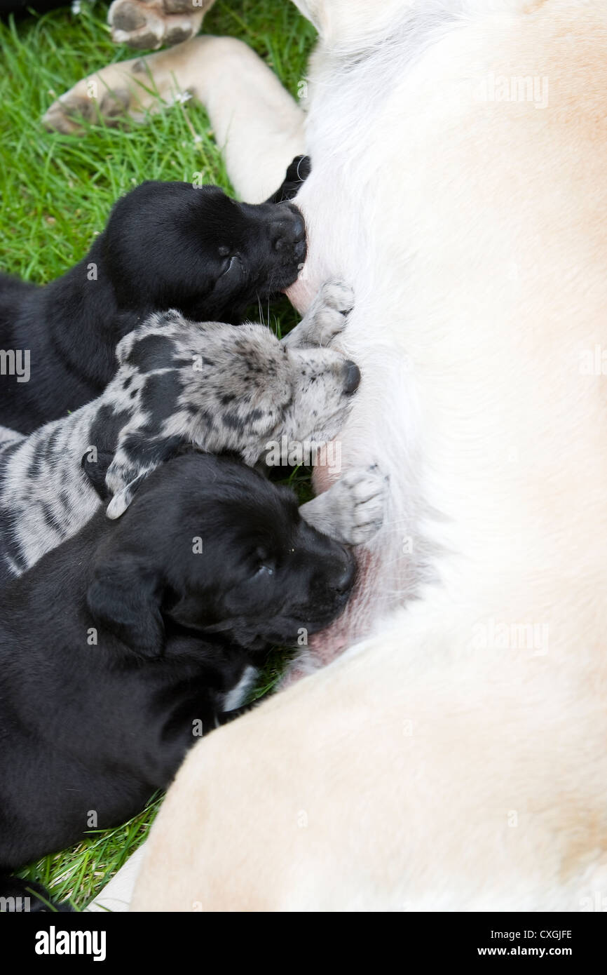 3 cuccioli alimentazione madre off Foto Stock