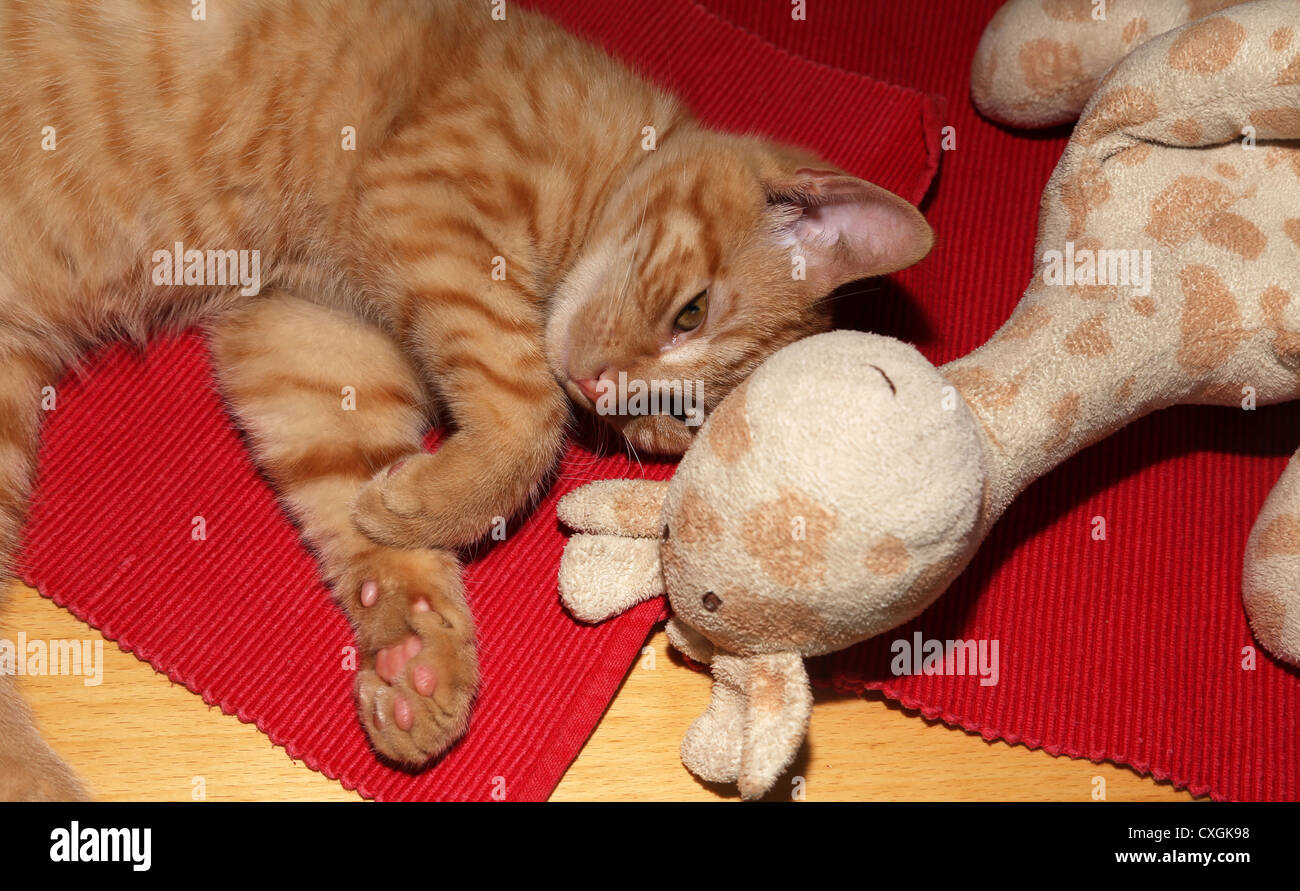 Lo zenzero gattino posa successiva giraffa giocattolo su sottopiatti Foto Stock