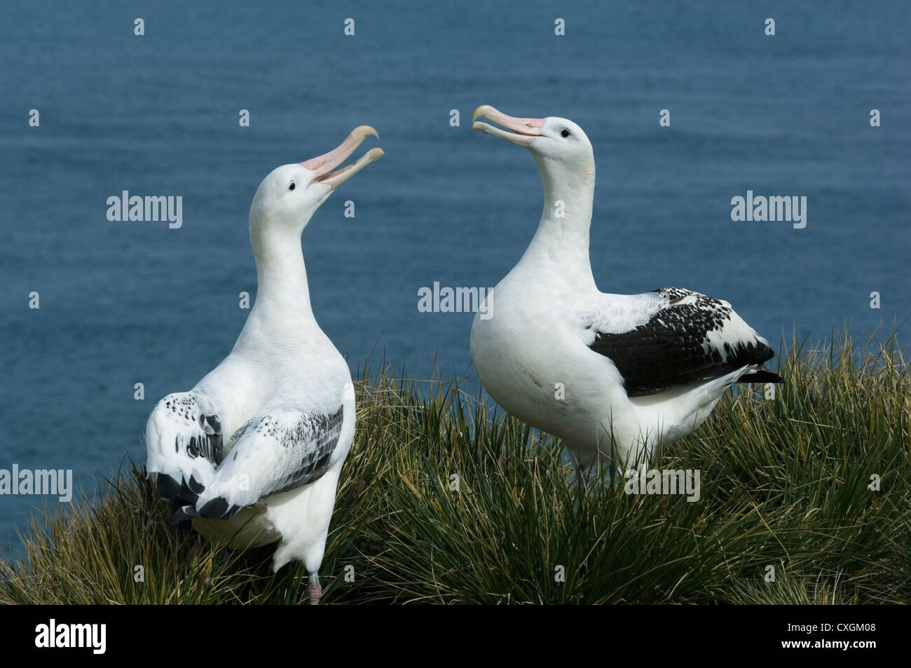 Albatro errante (Diomedea exulans) interazione/corteggiamento Bird Island Isola Georgia del Sud Foto Stock