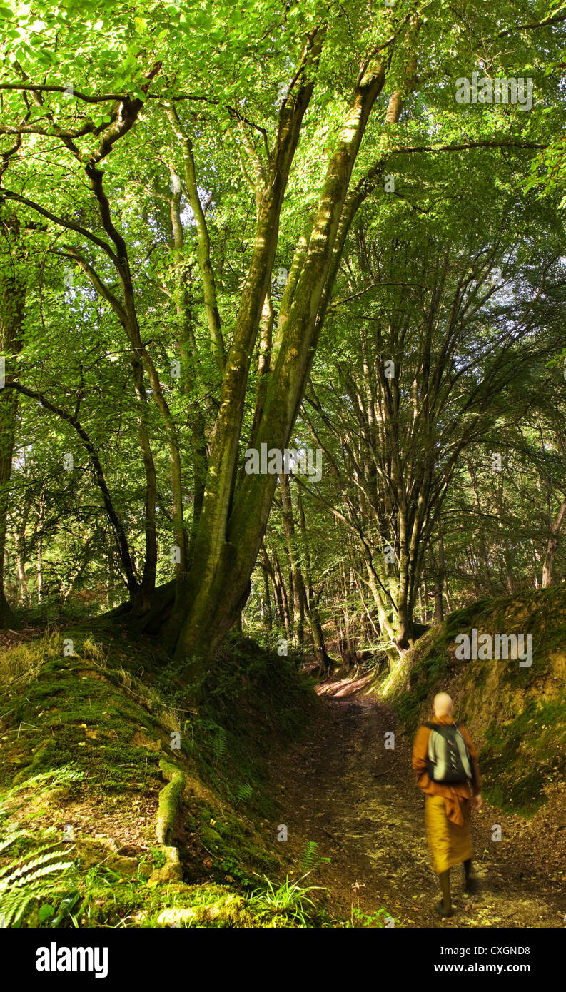 Monaco buddista a piedi verso il basso una antica via nel bosco di faggio in West Sussex con banca di muschio in tarda estate in Inghilterra, Regno Unito Foto Stock