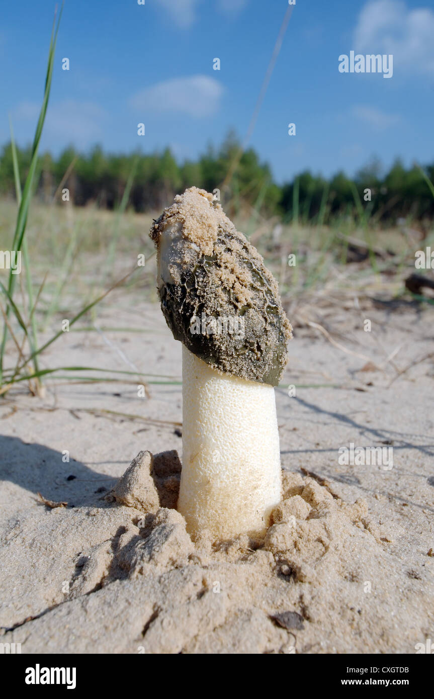 Comune, morel morel, giallo morel, vero morel, Morel, fungo o spugna morel (Morchella esculenta) area di Kherson, Ucraina, Est Foto Stock