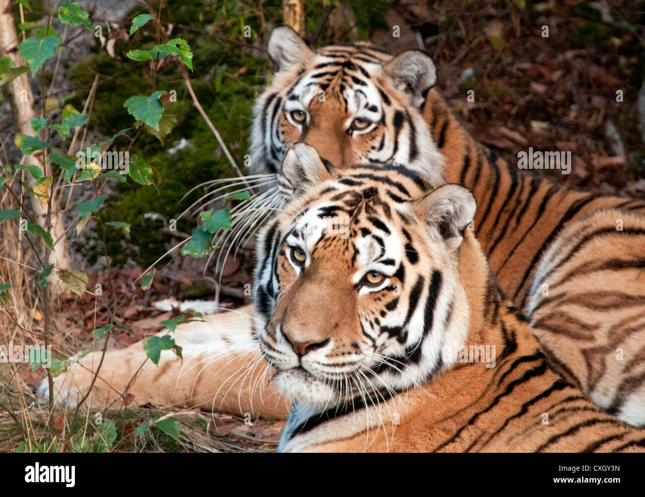 Tigri Amur sdraiato Foto Stock