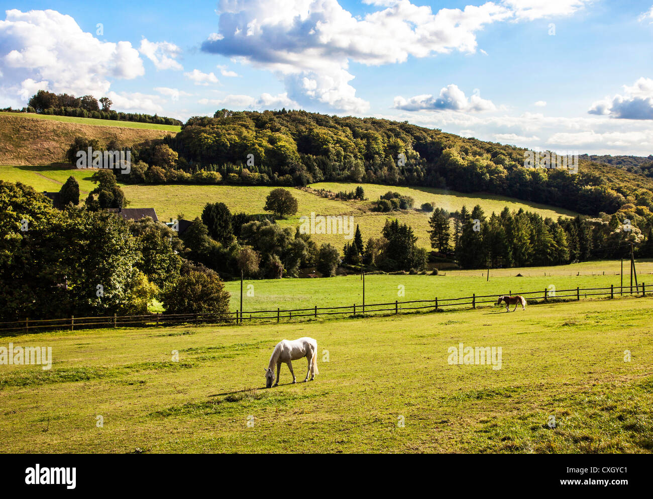 Campagna idilliaca, cavalli su un prato in un buon paesaggio collinare. Hattingen, la zona della Ruhr, Germania, Europa. Foto Stock